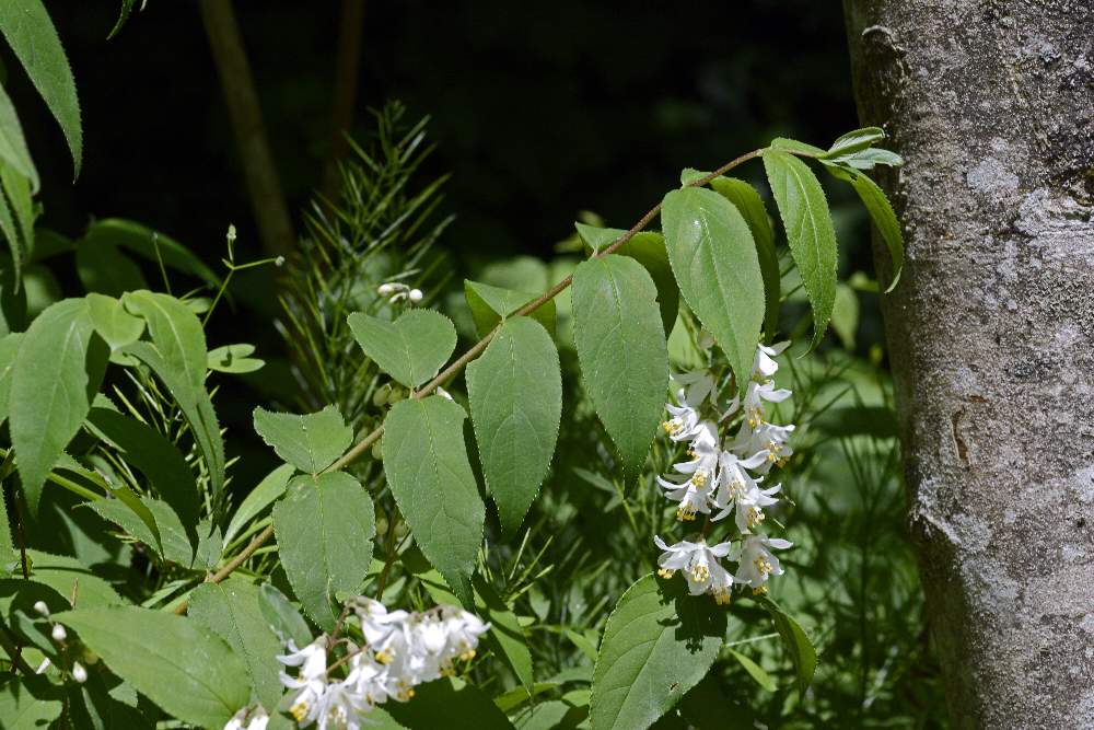 Bel fiore bianco su arbusto - Deutzia crenata